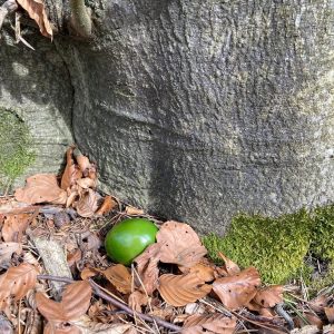 Lielā diena Grācā